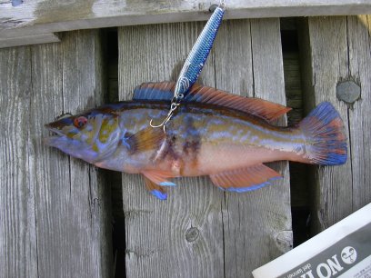 fisk20120kardus
