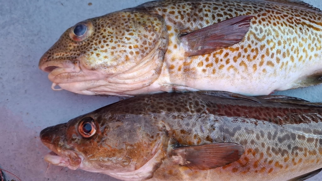 FB IMG 1764843263166